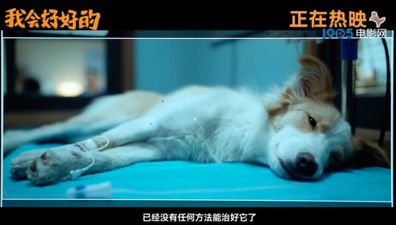 《我会好好的》发布特辑 张子枫戏中用爱告别