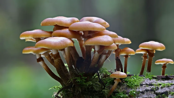 工程师找到了超硬混凝土替代品！由真菌和细菌制成