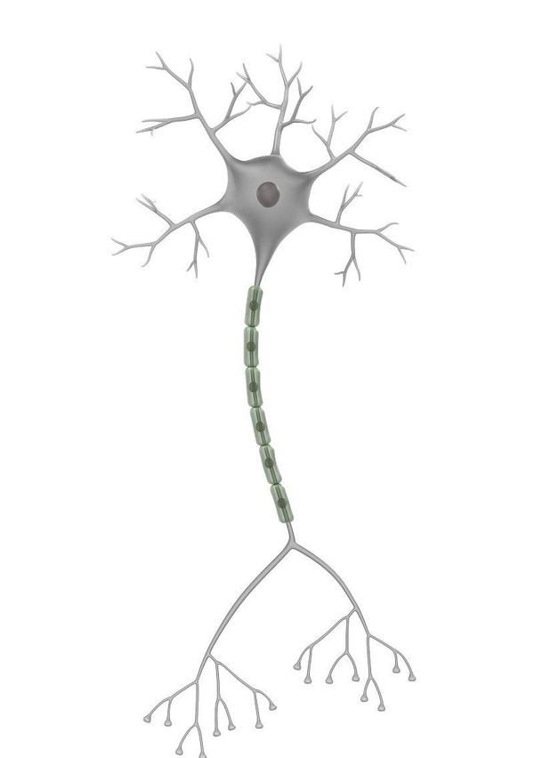 成人也能长脑子！研究证明人脑神经元可终身生成